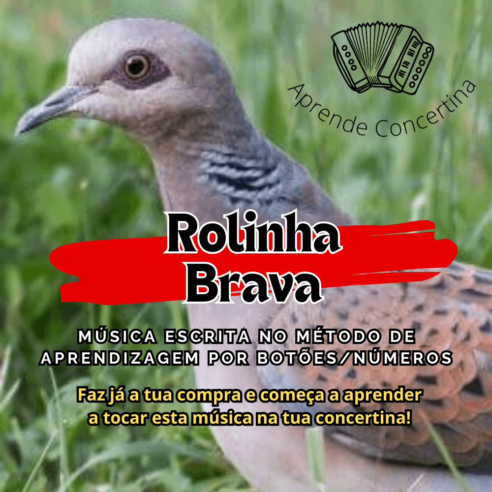 Rolinha Brava (2)