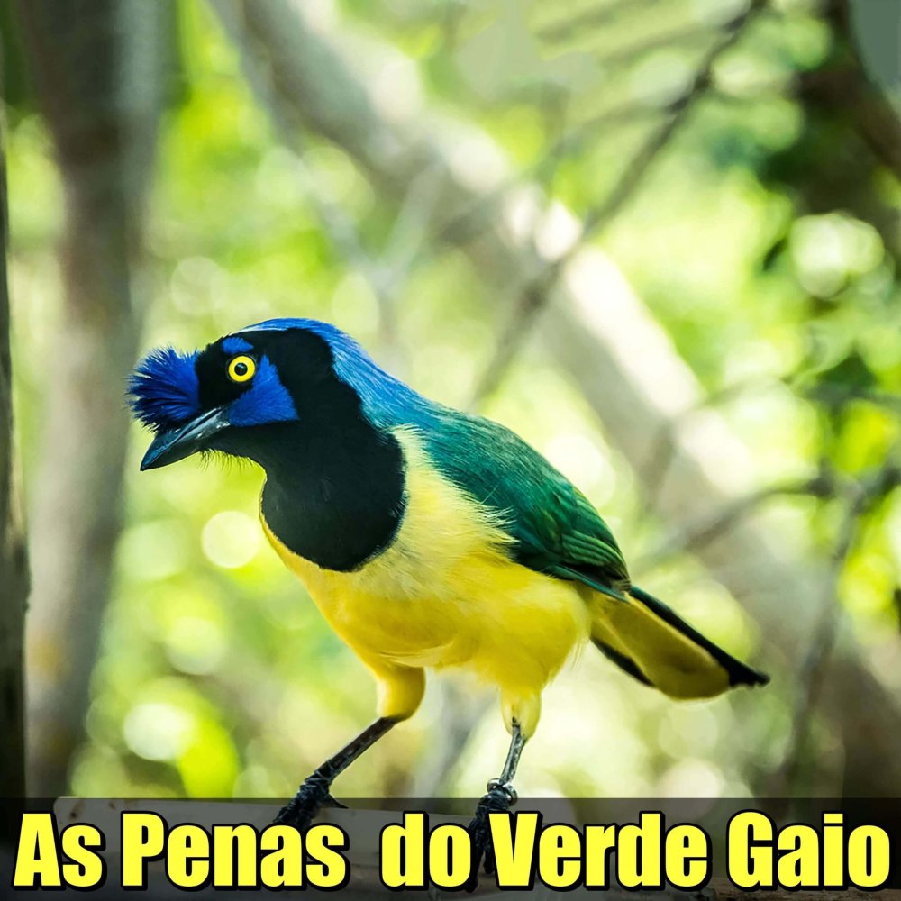 as penas do verde gaio normal