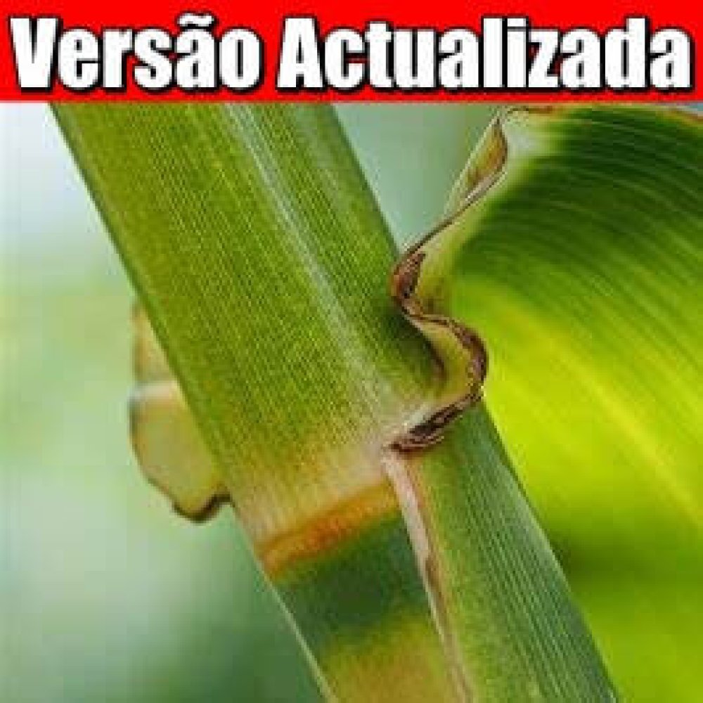 cana verde atualizada